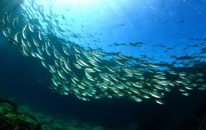 Abruzzo: Pesca Sostenibile