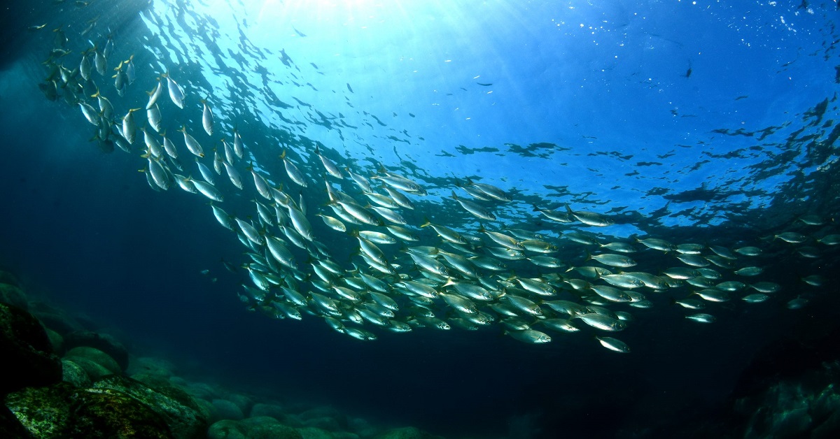 Abruzzo: Pesca Sostenibile