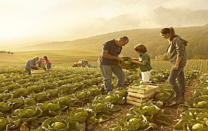 Contributi Imprese Agricole Lazio