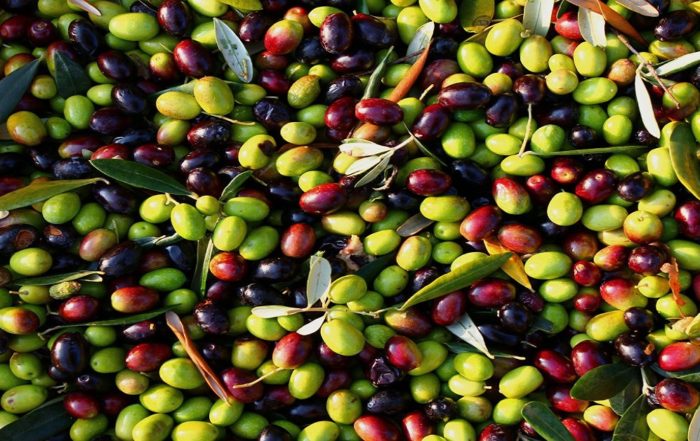 Finanziamenti industria olearia Calabria