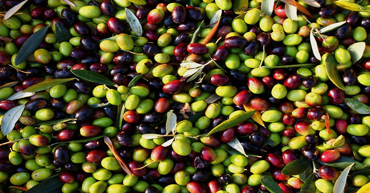 Finanziamenti industria olearia Calabria
